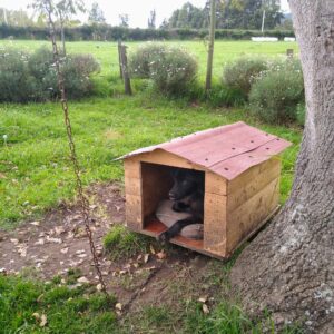 Casa para Mascota